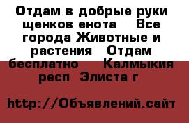 Отдам в добрые руки щенков енота. - Все города Животные и растения » Отдам бесплатно   . Калмыкия респ.,Элиста г.